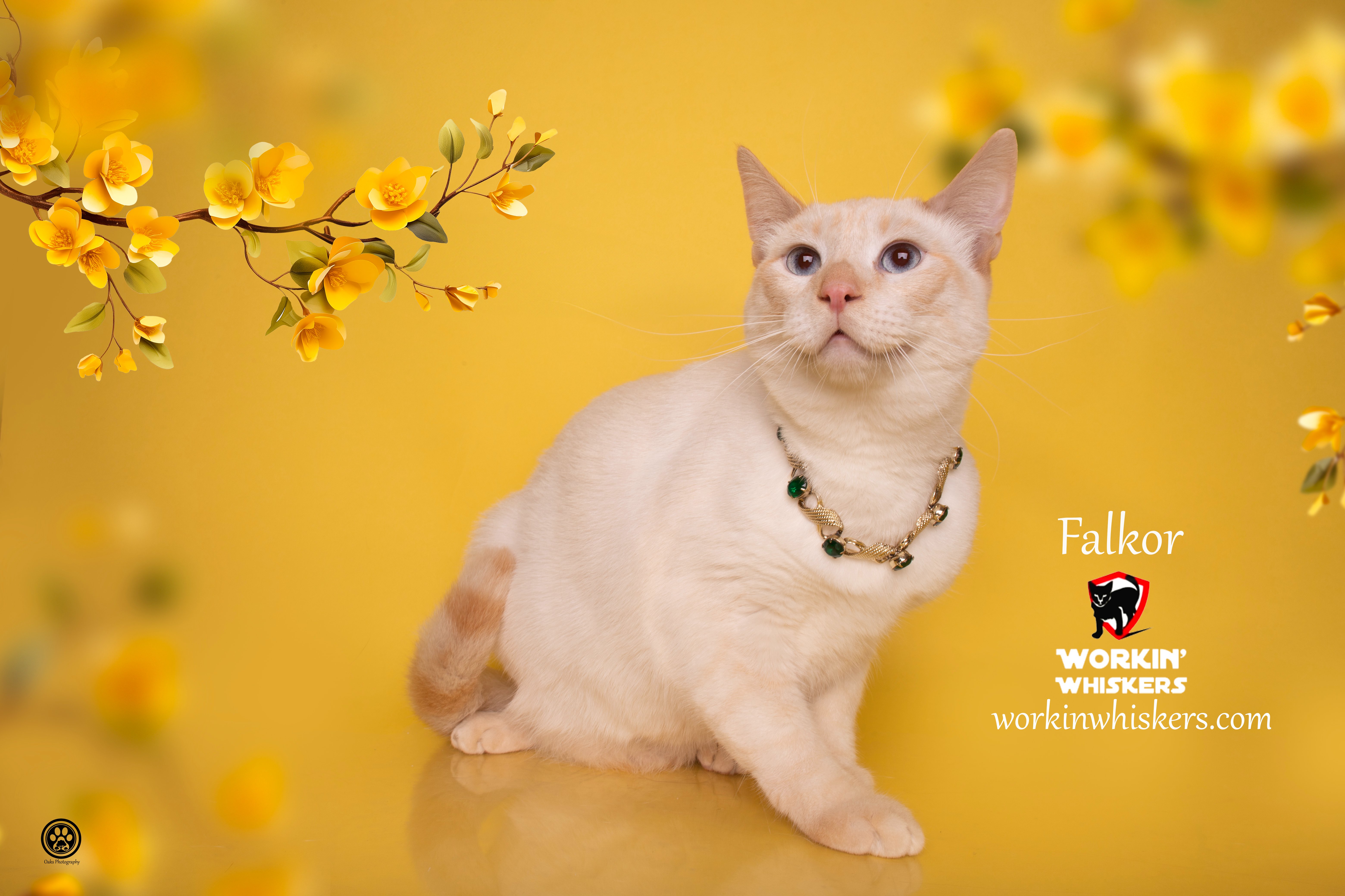 Enlarge FALKOR, a Adoptable mixed breed in HEMET, CA image 1/6