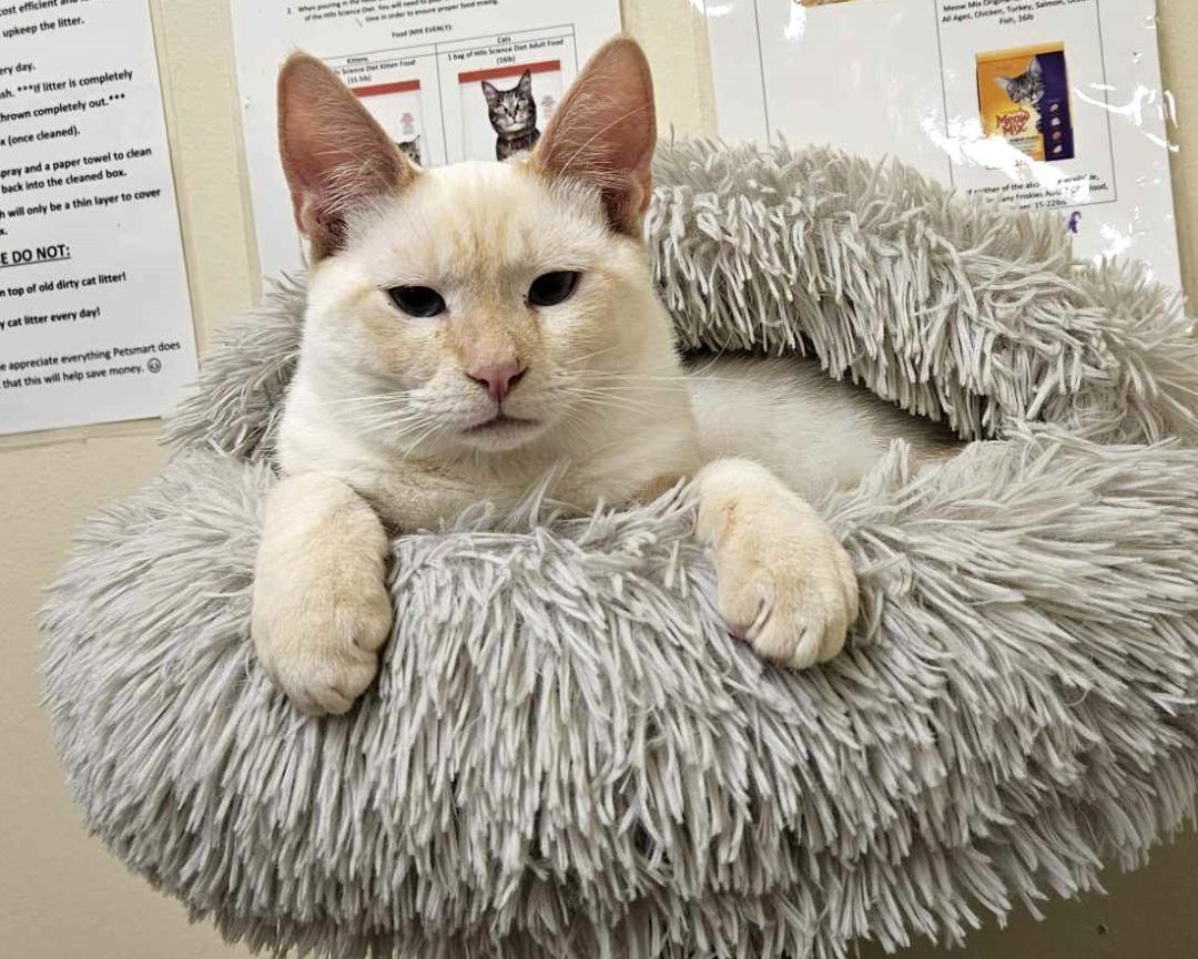 Enlarge FALKOR, a Adoptable mixed breed in HEMET, CA image 3/6