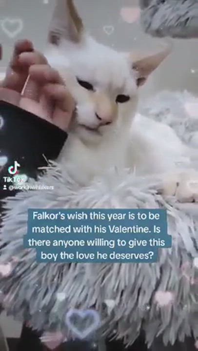 Enlarge FALKOR, a Adoptable mixed breed in HEMET, CA video 6/6