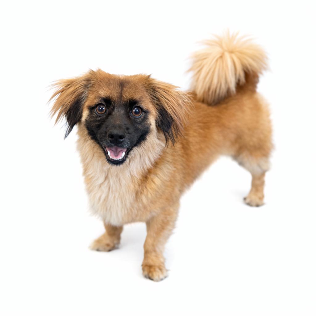 Sprocket, Adoptable, Adult Male Mixed Breed.