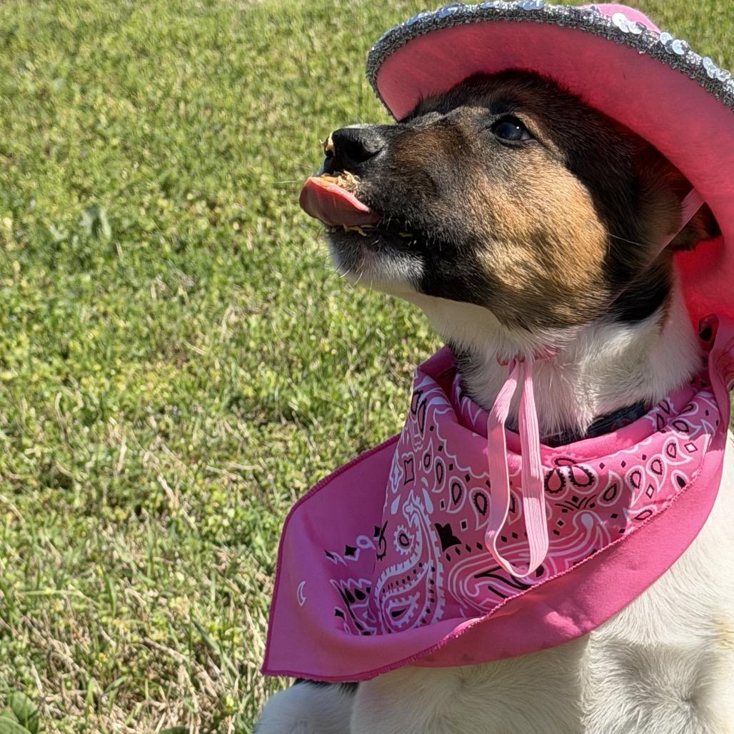 Pebbles, a Adoptable mixed breed in Ennis, TX image 2/6