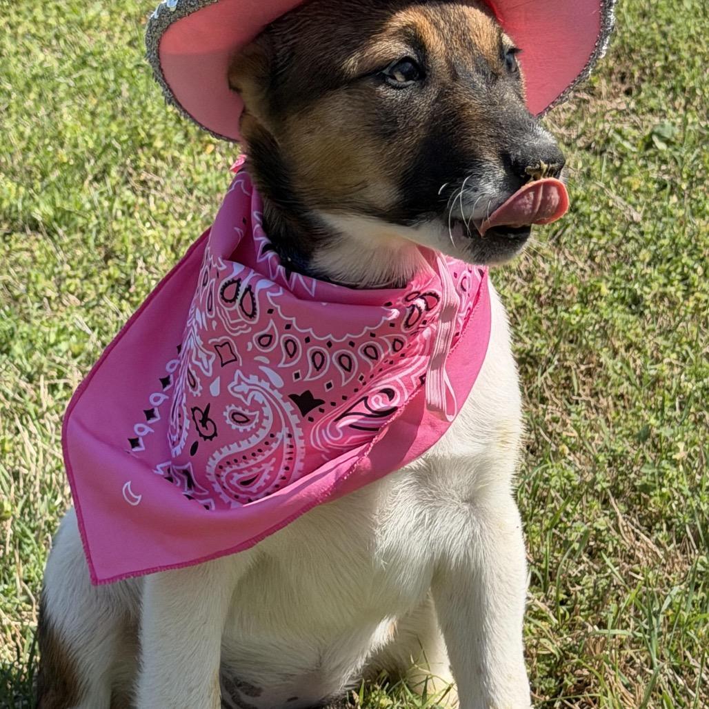 Pebbles, a Adoptable mixed breed in Ennis, TX image 3/6
