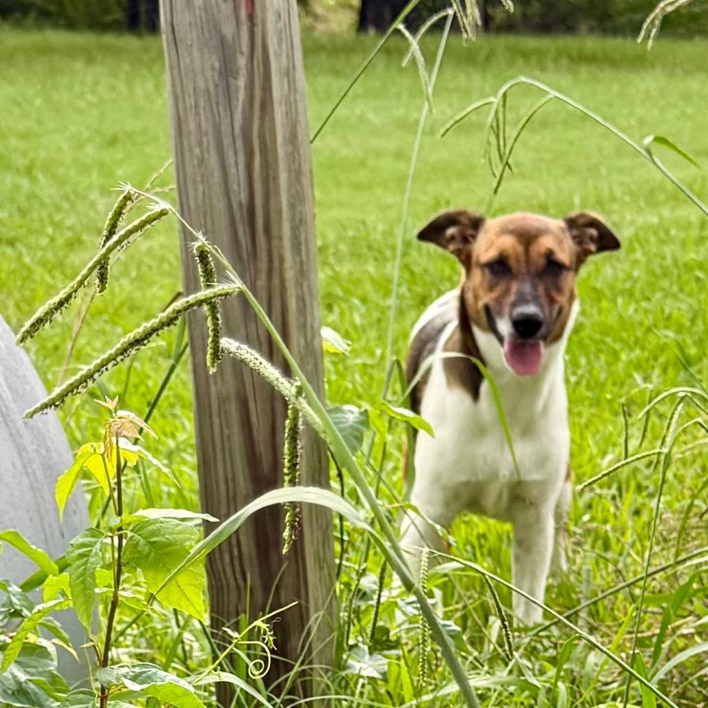 Enlarge Pebbles, a Adoptable mixed breed in Ennis, TX image 1/6