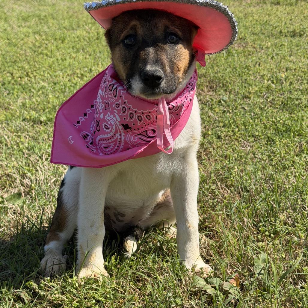 Pebbles, a Adoptable mixed breed in Ennis, TX image 4/6