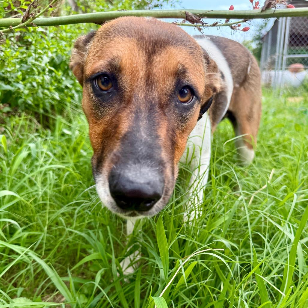 Enlarge Pebbles, a Adoptable mixed breed in Ennis, TX image 3/6