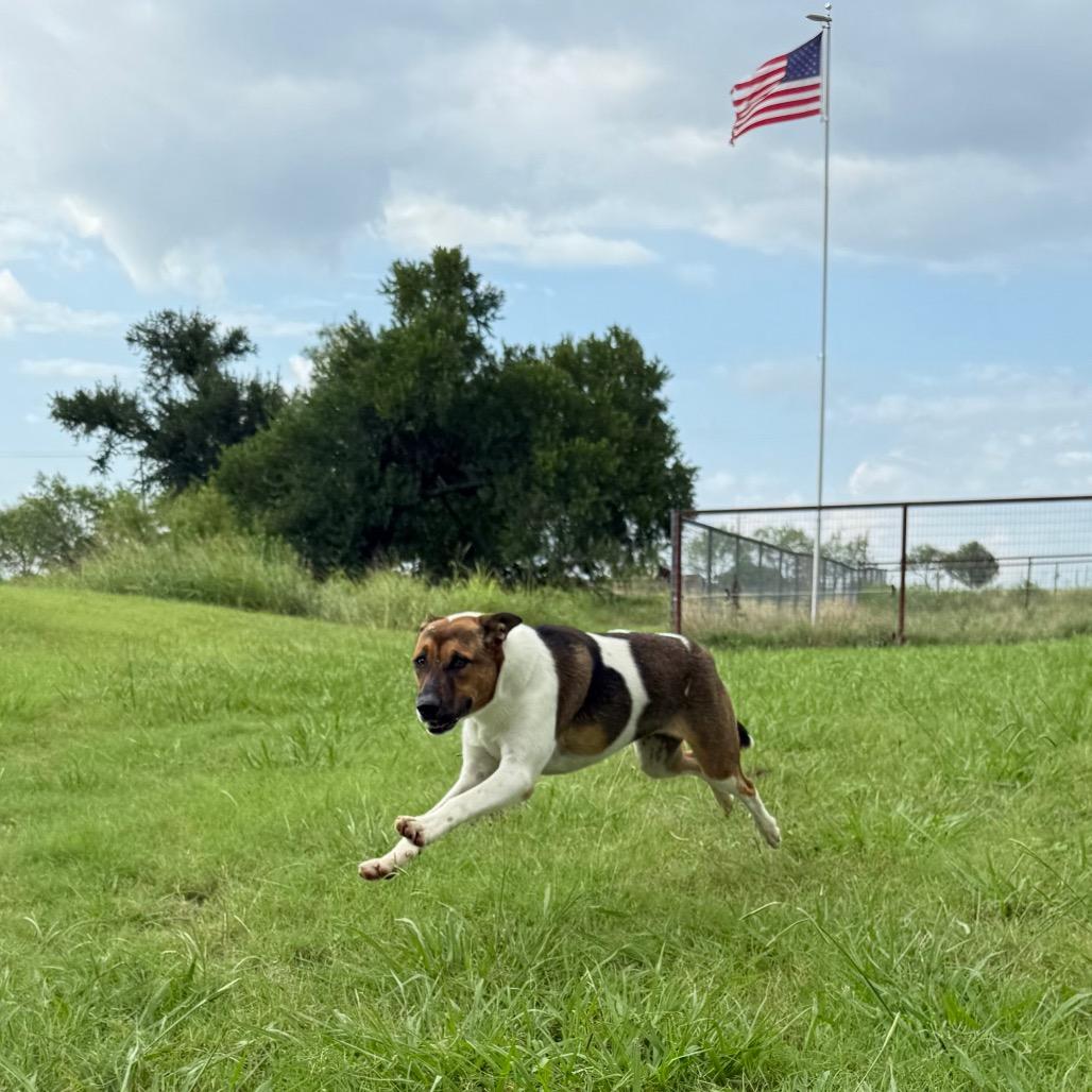 Enlarge Pebbles, a Adoptable mixed breed in Ennis, TX image 4/6