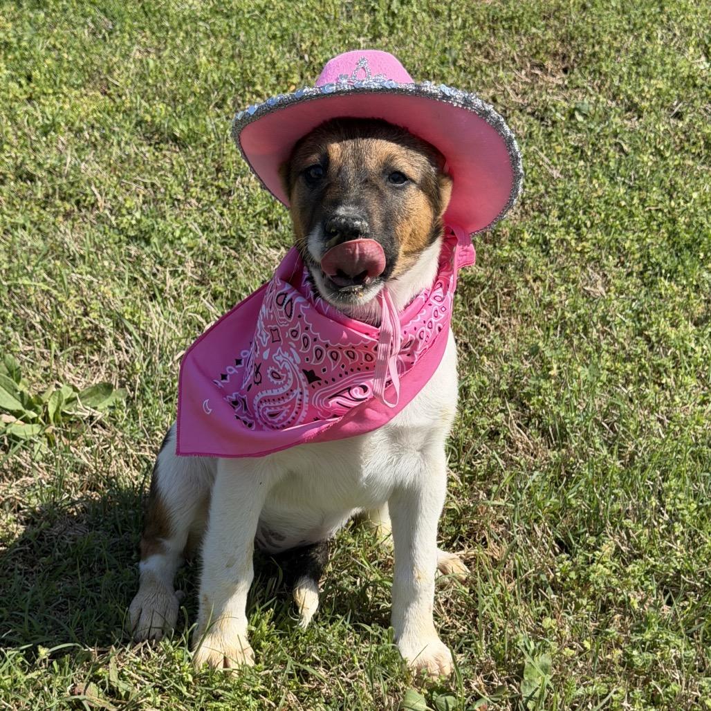 Pebbles, a Adoptable mixed breed in Ennis, TX image 1/6