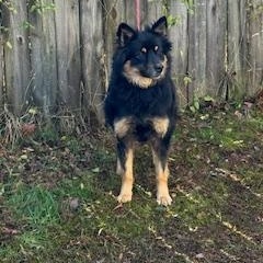 Enlarge Cash, a ADOPTABLE mixed breed in Maynardville, TN image 1/1