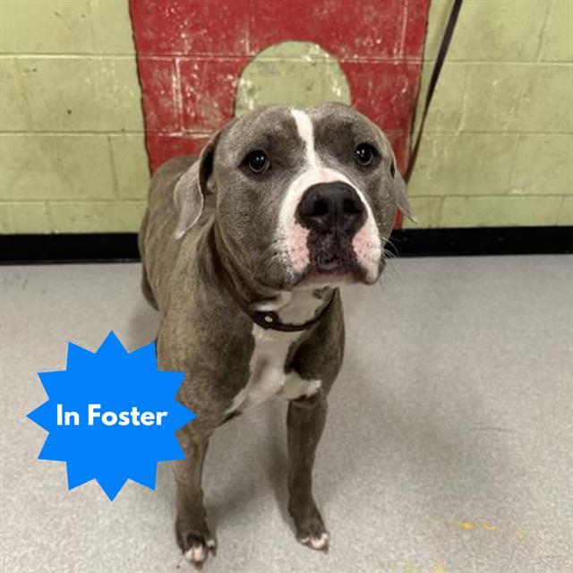 Enlarge PAX, a Adoptable Pit Bull Terrier in Indianapolis, IN image 1/1