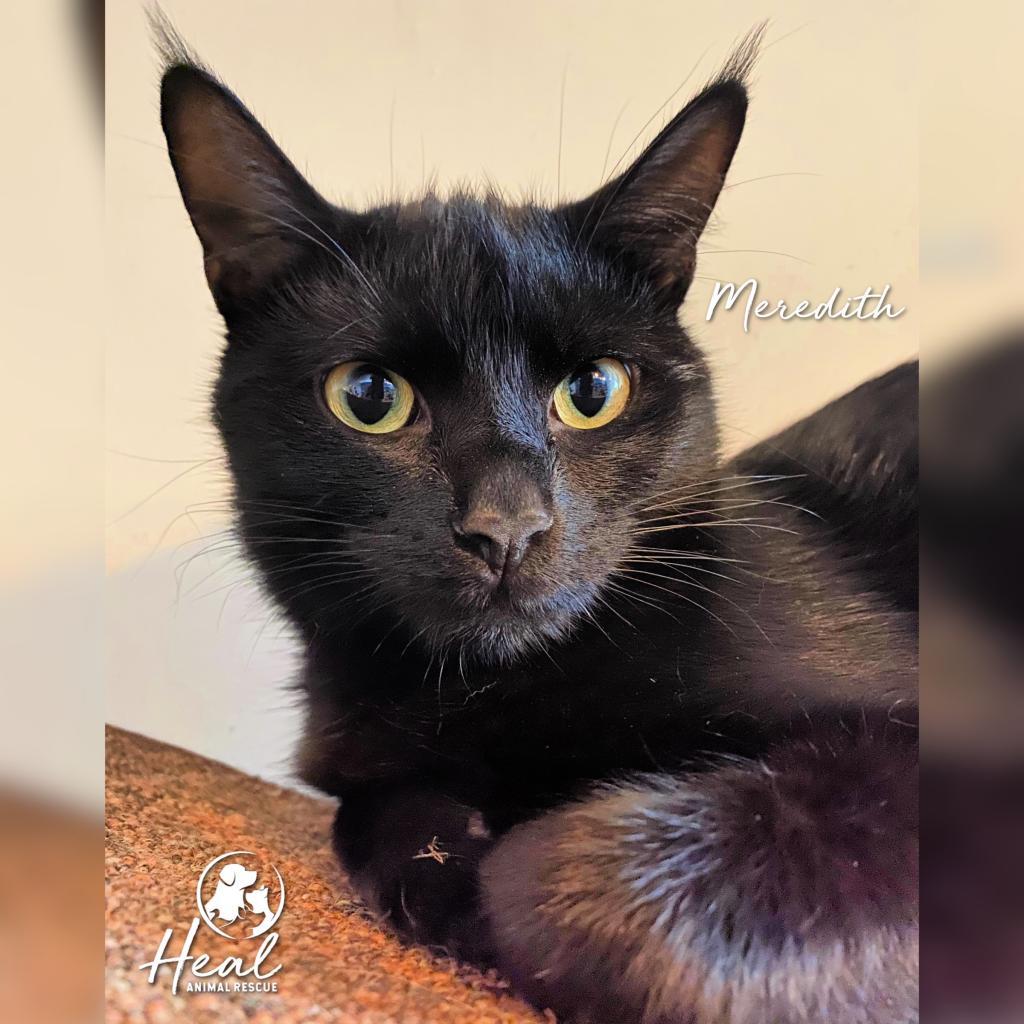 Meredith, Adoptable, Adult Female Domestic Short Hair.