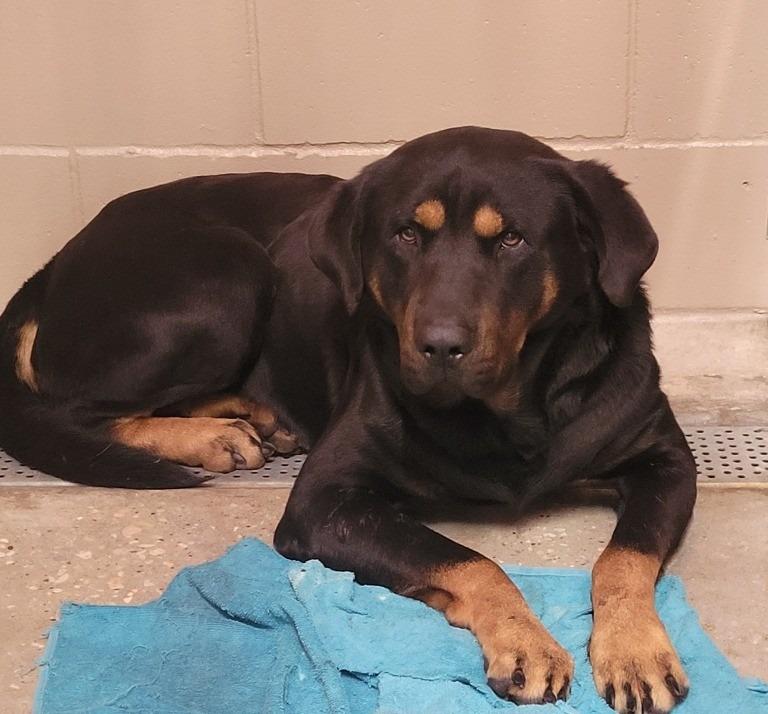 Bowser, Adoptable, Adult Male Rottweiler & Labrador Retriever.