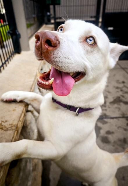 APOLLO, Adoptable, Adult Male Siberian Husky.