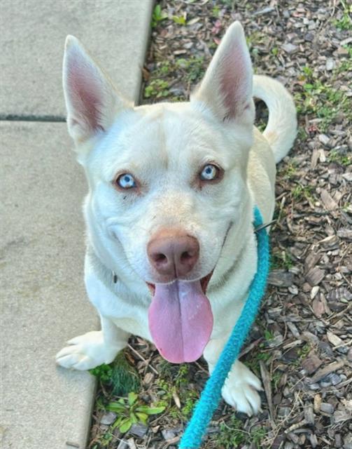APOLLO, Adoptable, Adult Male Siberian Husky.