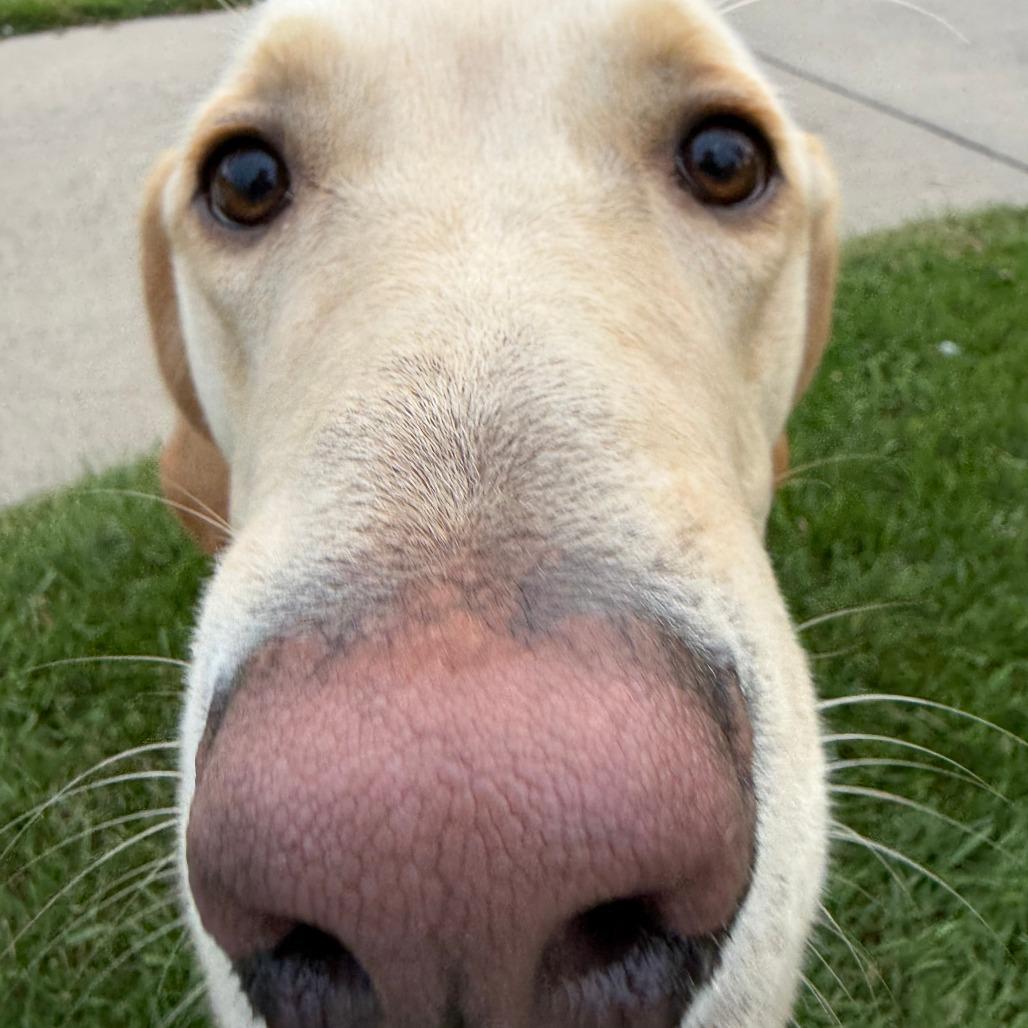 Enlarge Tito D12790, a Adoptable Labrador Retriever in Elk River, MN image 1/4