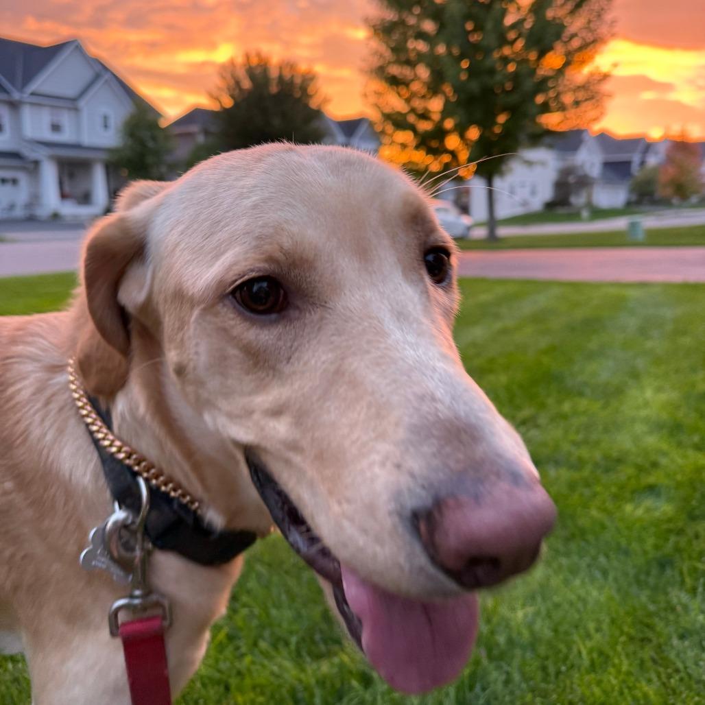 Enlarge Tito D12790, a Adoptable Labrador Retriever in Elk River, MN image 2/4