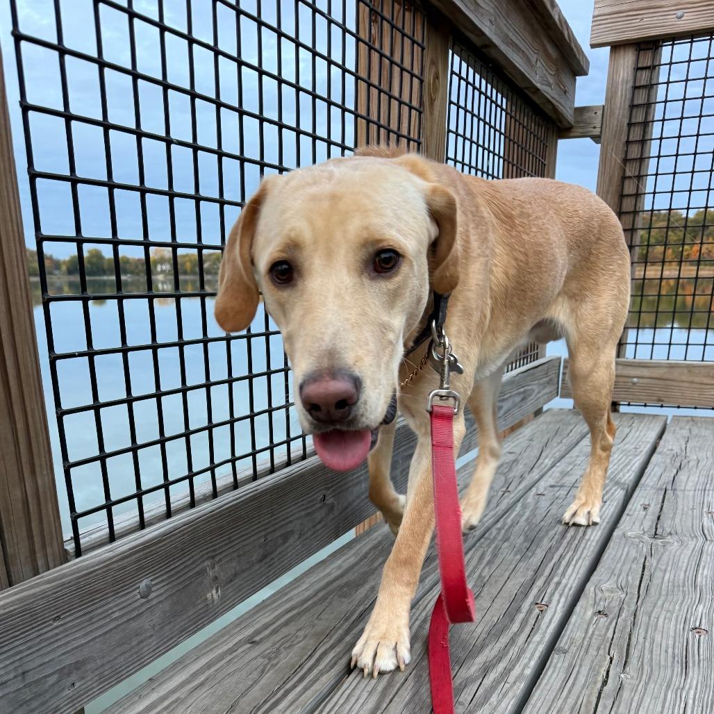 Enlarge Tito D12790, a Adoptable Labrador Retriever in Elk River, MN image 3/4