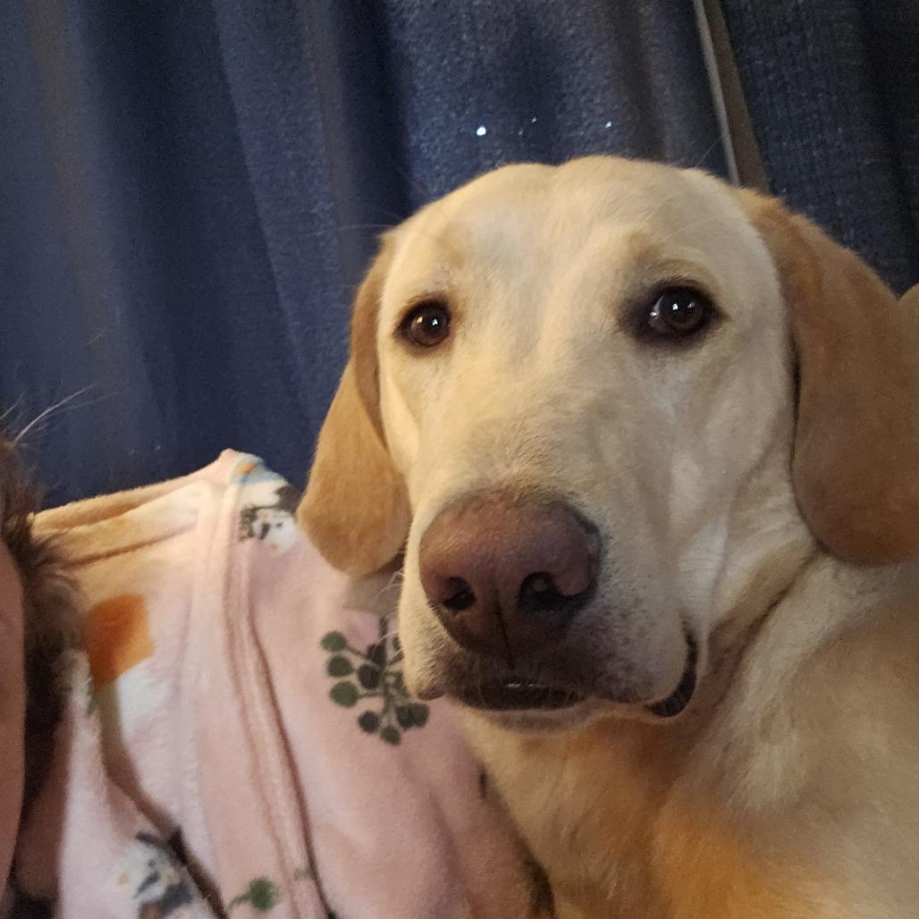 Enlarge Tito D12790, a Adoptable Labrador Retriever in Elk River, MN image 4/4