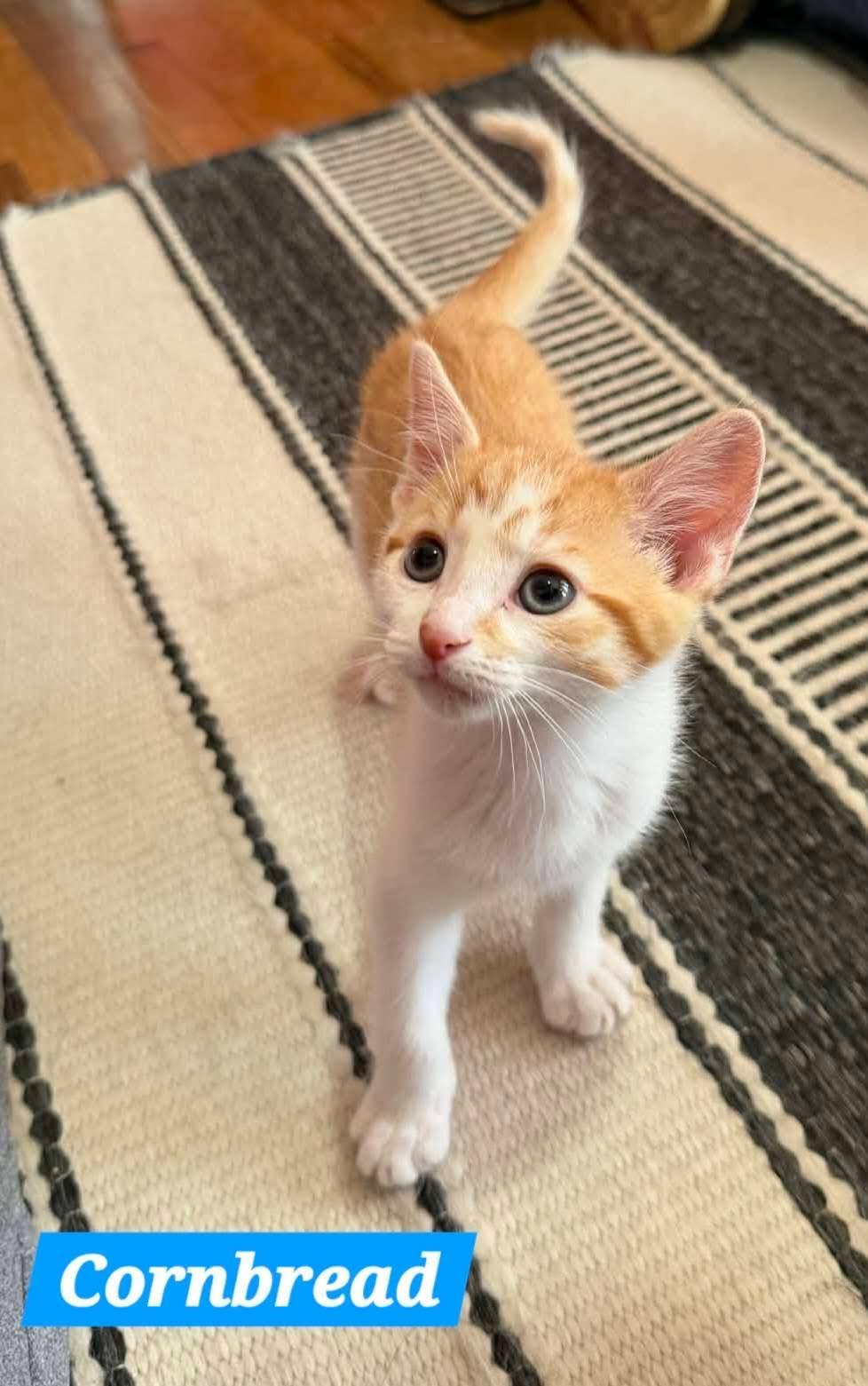 Enlarge Cornbread, an adopted Domestic Short Hair in Saginaw, MI image 2/2