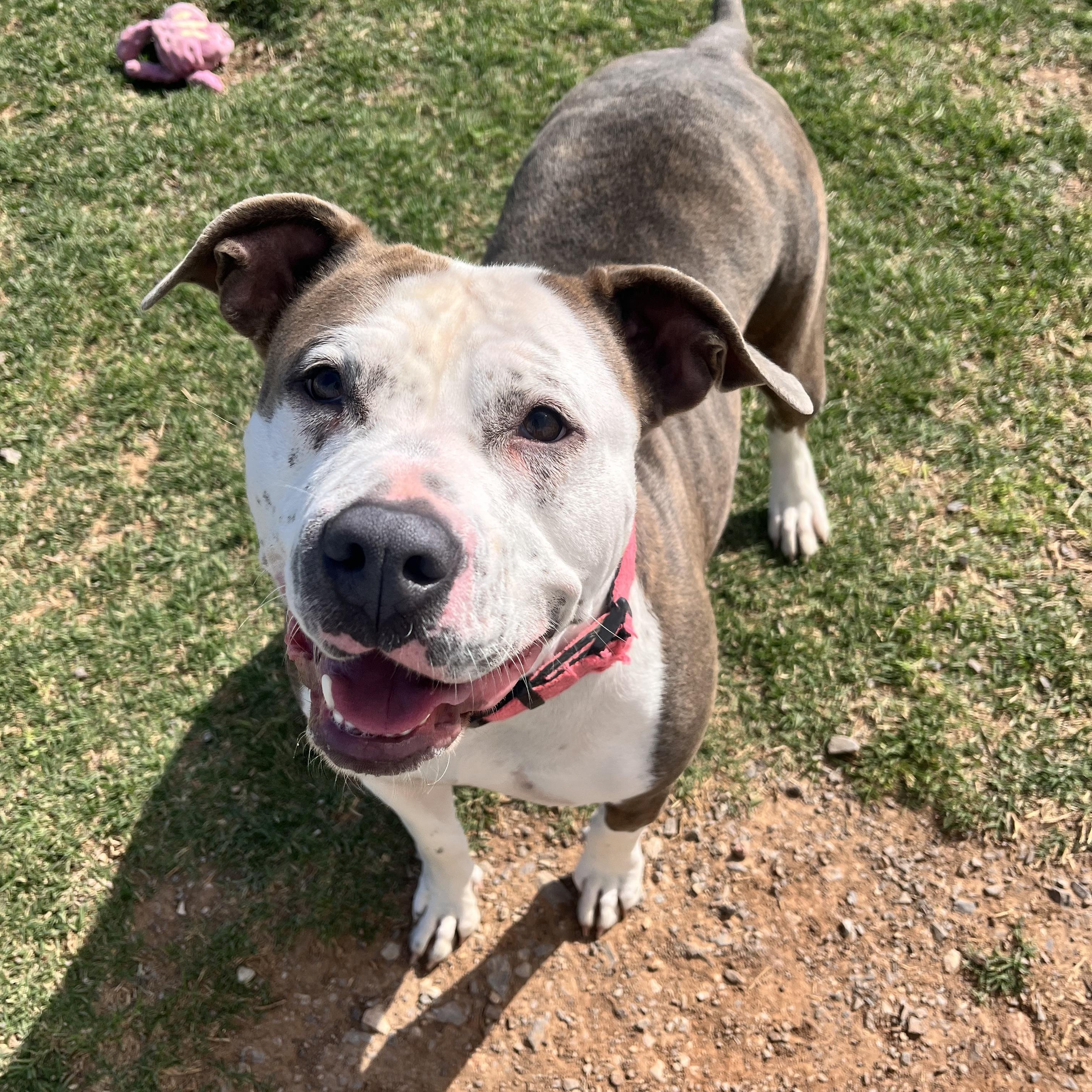 Princess, Adopted, Young Female Pit Bull Terrier.