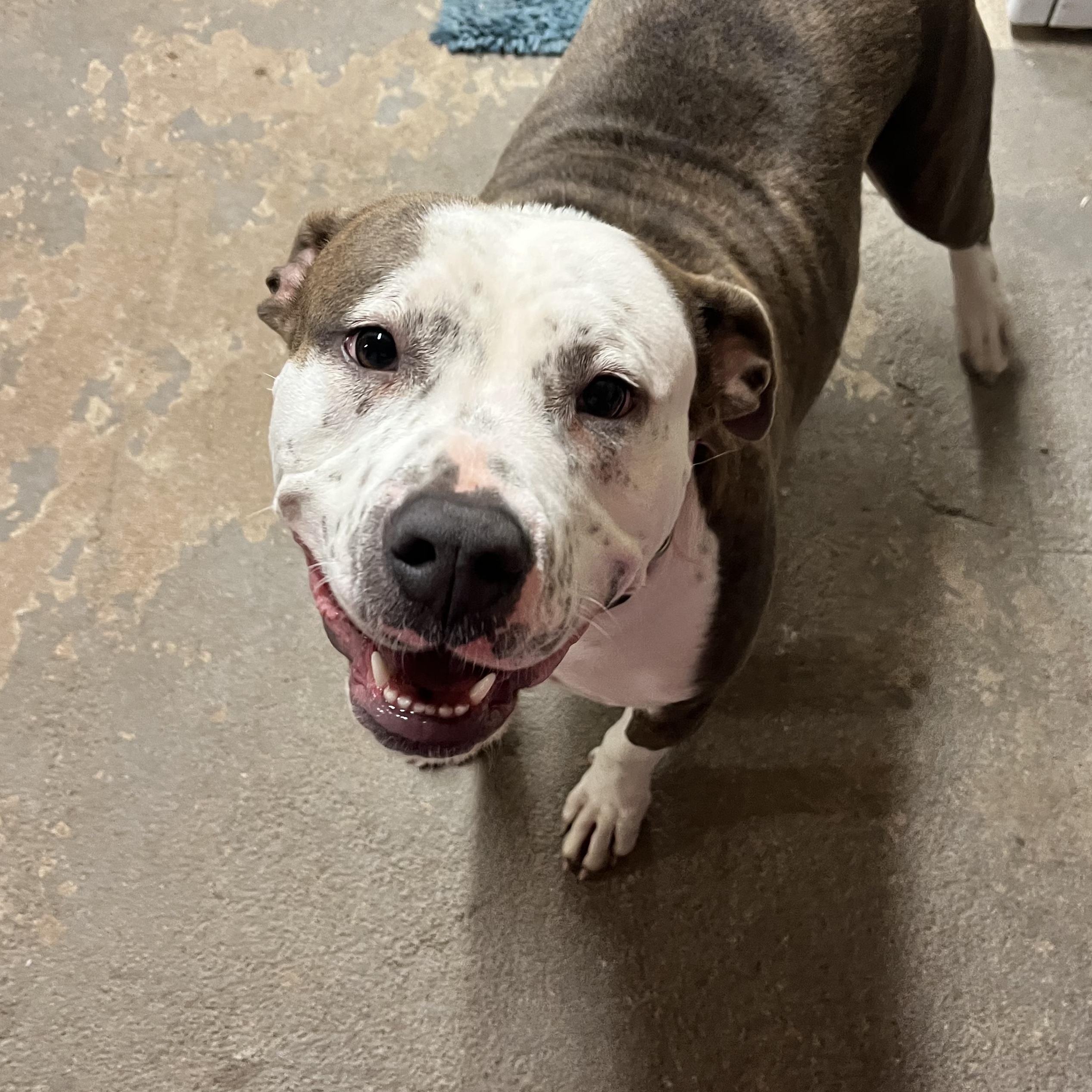 Enlarge Princess, a Adopted mixed breed in Geronimo, OK image 5/5