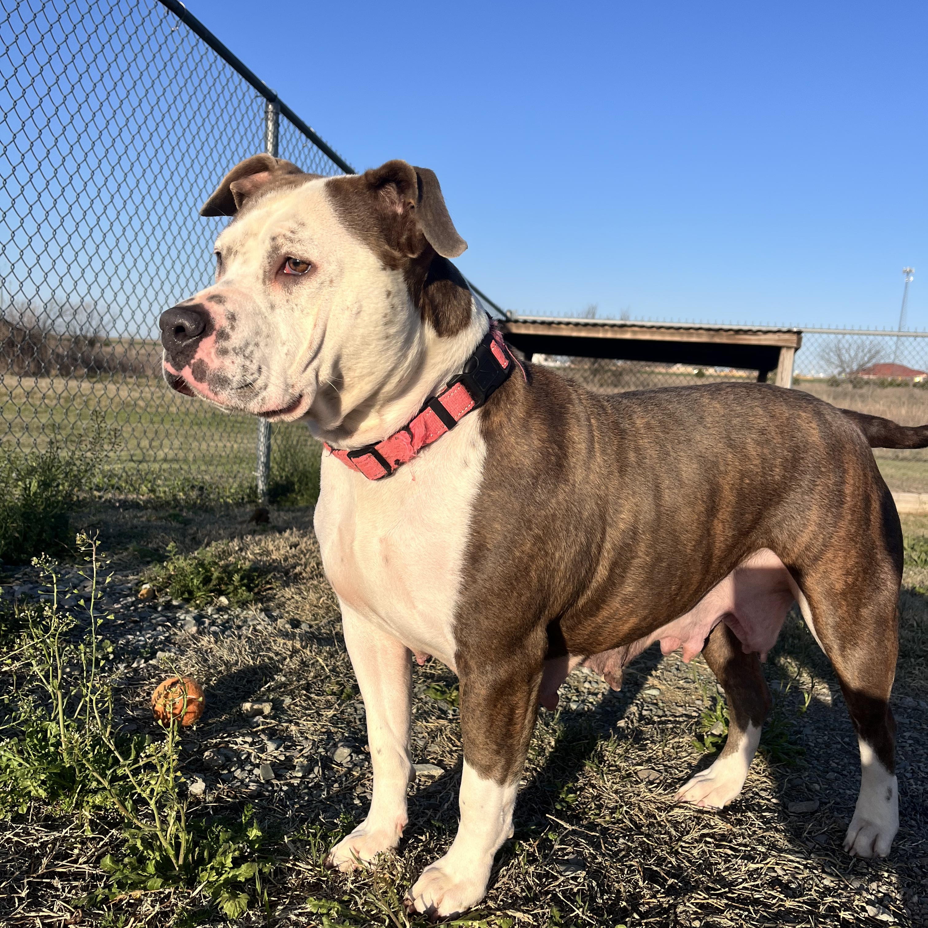 Princess, Adopted, Young Female Pit Bull Terrier.