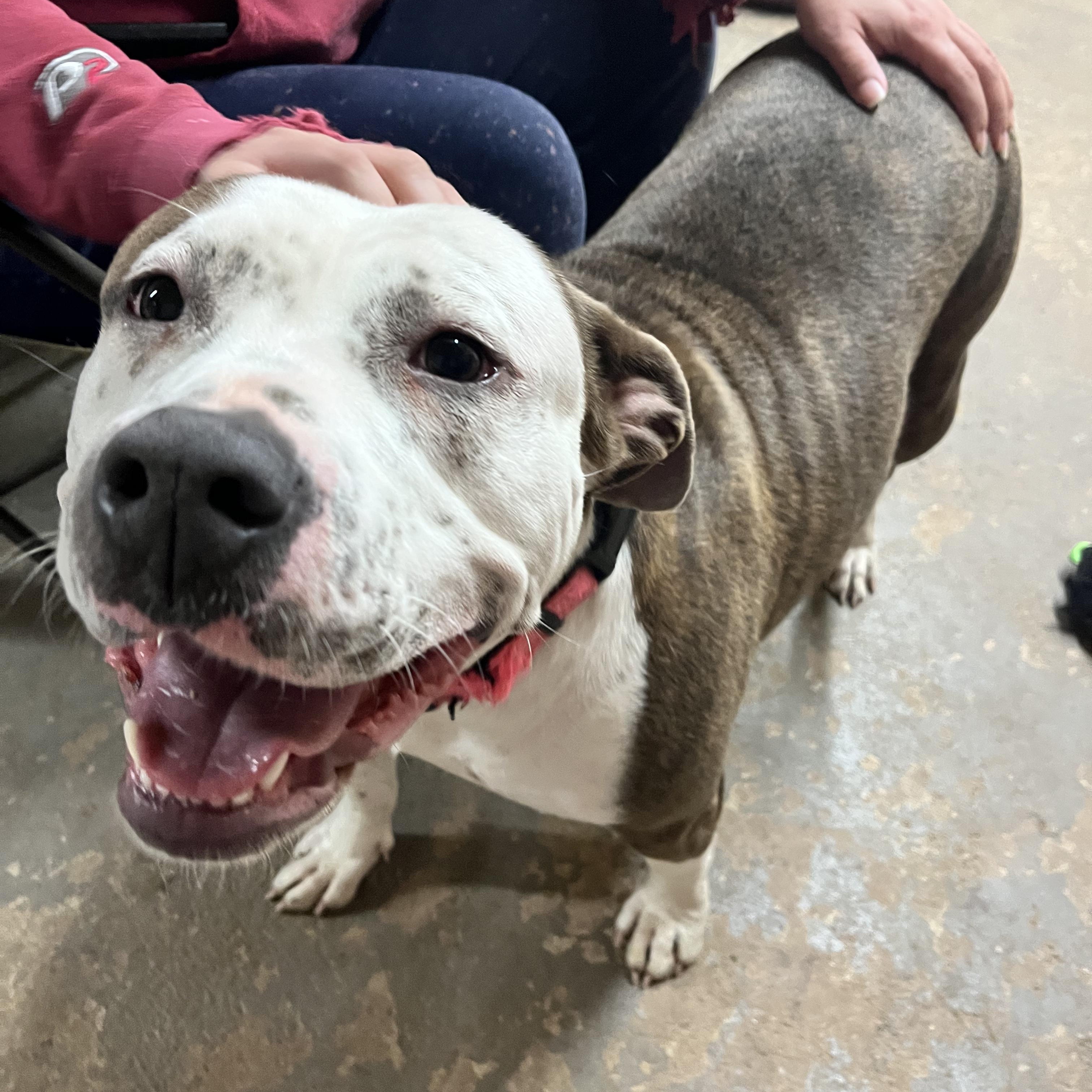 Enlarge Princess, a Adopted mixed breed in Geronimo, OK image 4/5