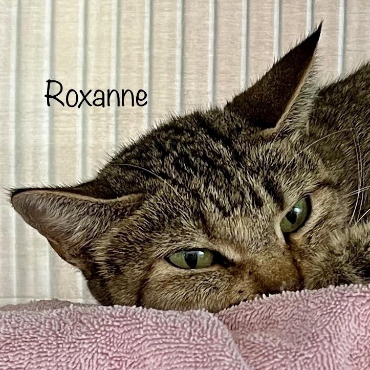 Roxanne, Adoptable, Adult Female Domestic Short Hair & Domestic Short Hair.