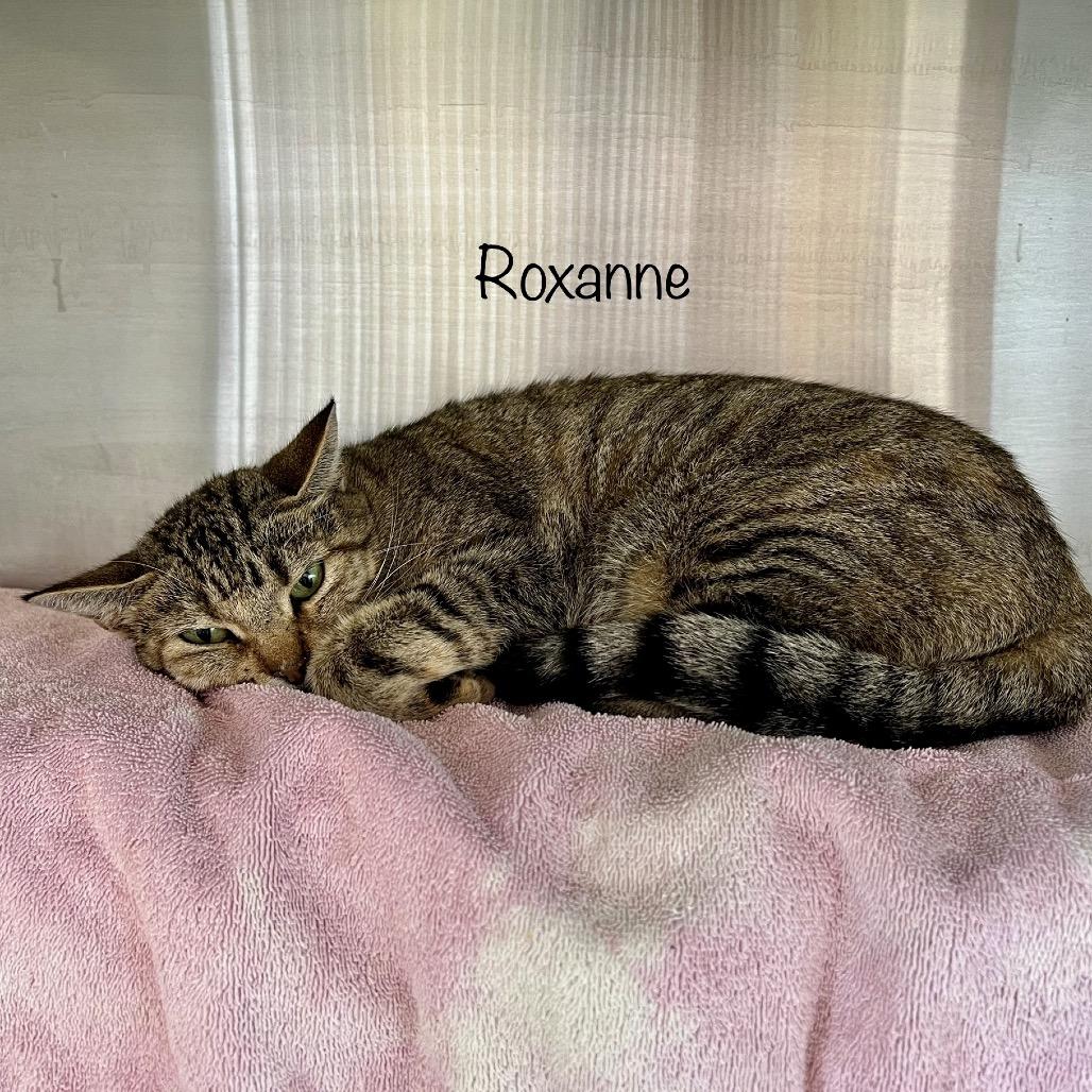 Enlarge Roxanne, a Adoptable mixed breed in Madisonville, TN image 2/3