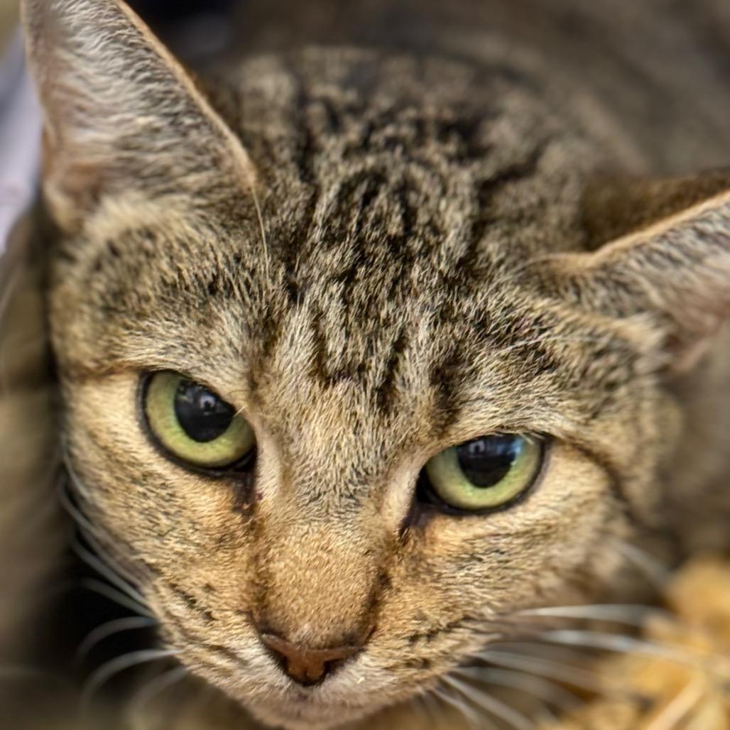 Enlarge Roxanne, a Adoptable mixed breed in Madisonville, TN image 3/3