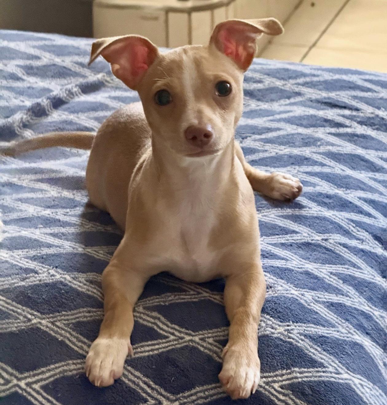 Pepito, ADOPTABLE, Puppy Male Chihuahua.