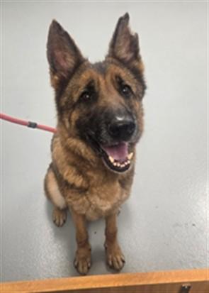 LELA, Adoptable, Adult Female German Shepherd Dog.