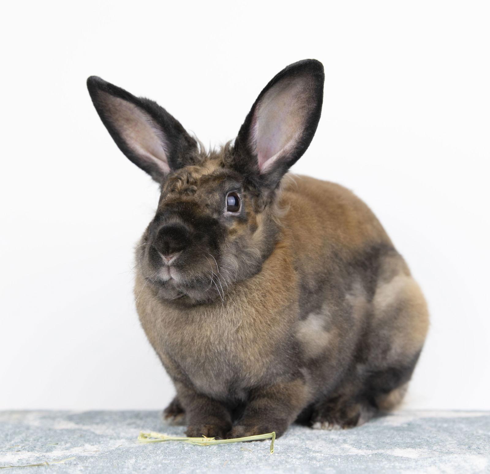 Giselle, Adopted, Young Female Rex & Lionhead.