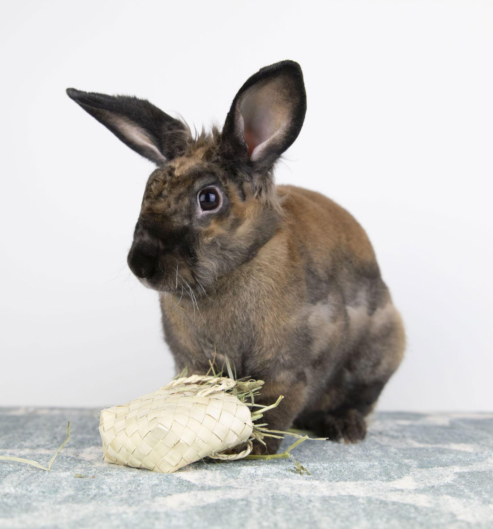 Giselle, a Adopted mixed breed in Great Neck, NY image 2/3