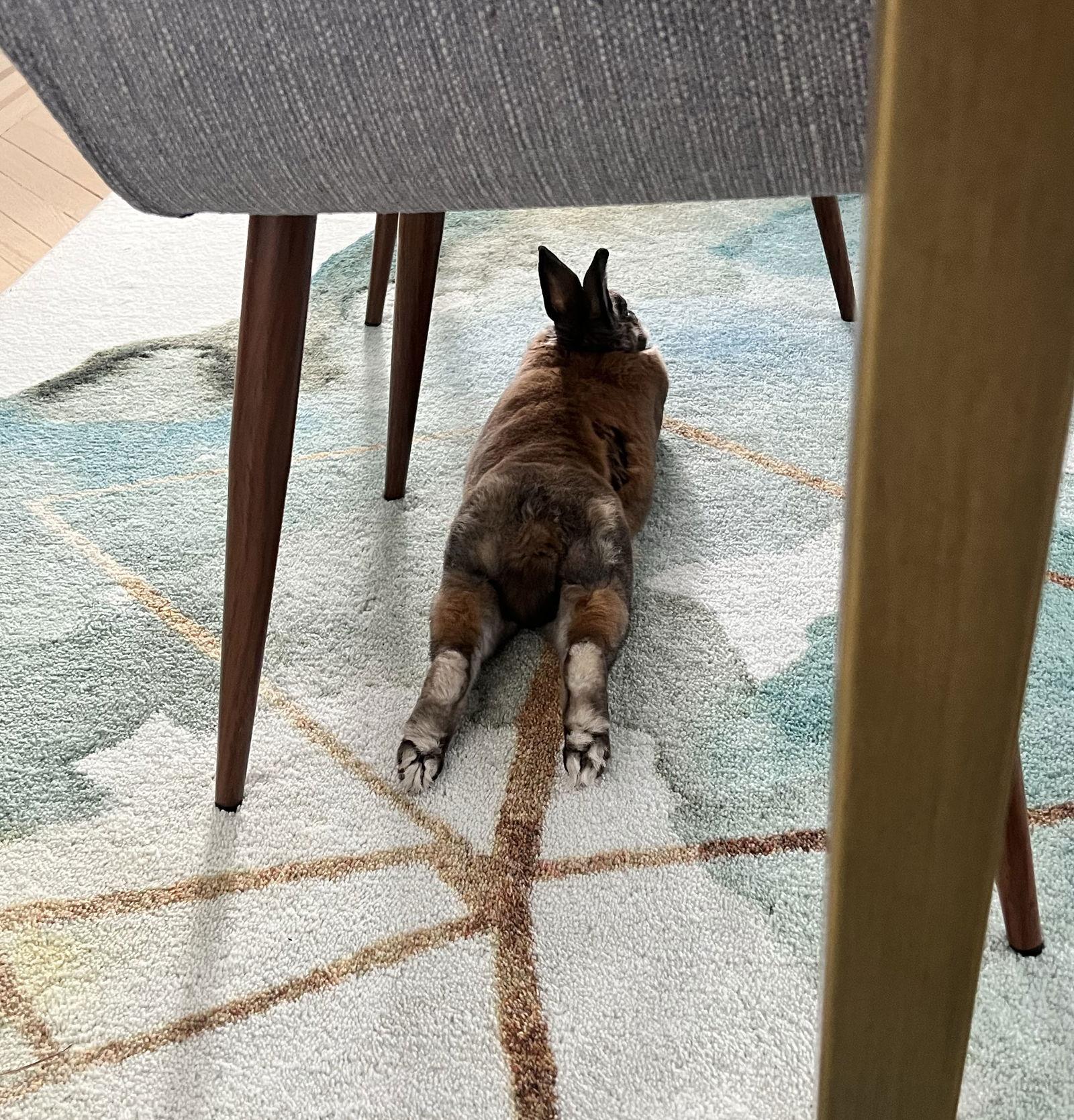 Giselle, a Adopted mixed breed in Great Neck, NY image 3/3