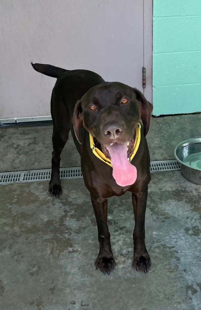 Gus, Adoptable, Adult Male German Shorthaired Pointer.