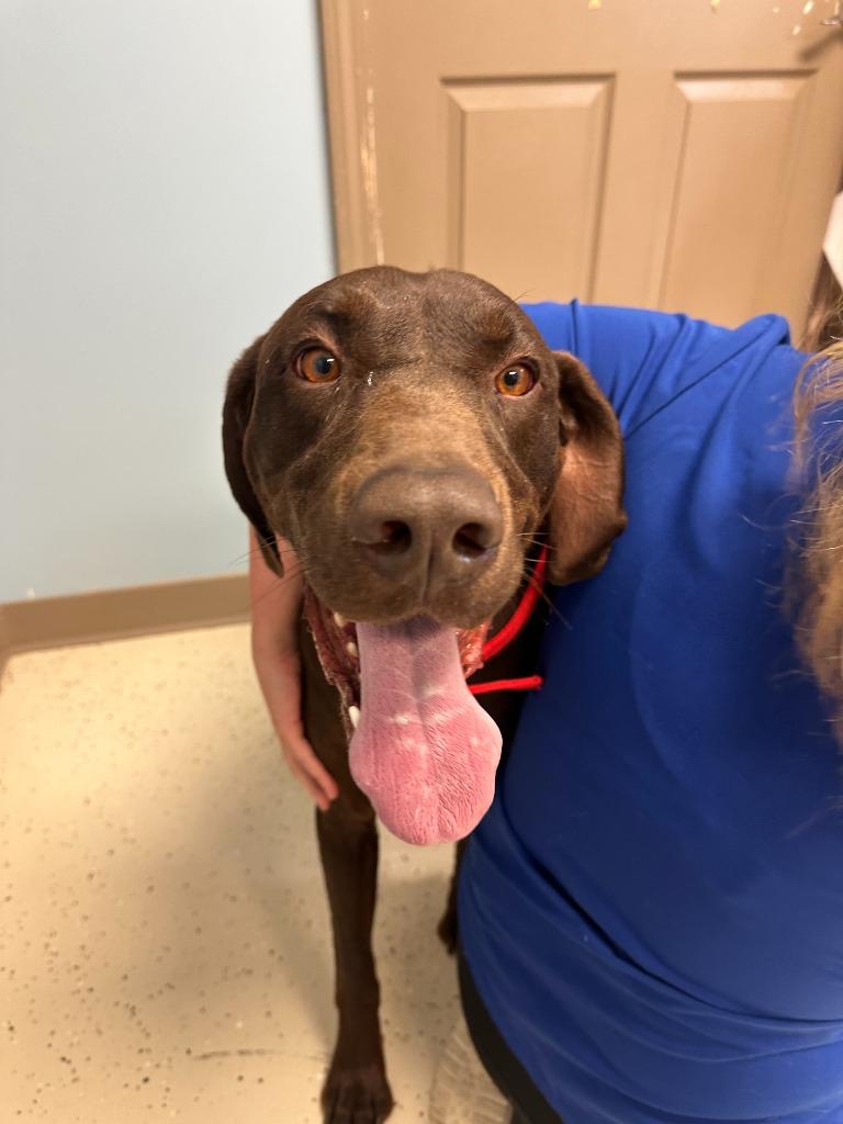 Gus, a Adoptable German Shorthaired Pointer in Blountville, TN image 2/6