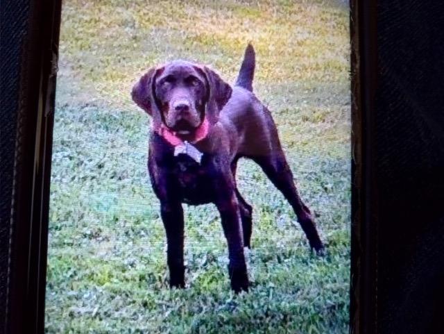 Gus, a Adoptable German Shorthaired Pointer in Blountville, TN image 3/6