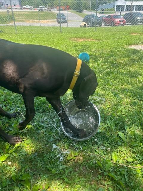 Gus, a Adoptable German Shorthaired Pointer in Blountville, TN image 4/6