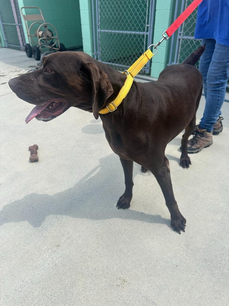 Gus, a Adoptable German Shorthaired Pointer in Blountville, TN image 5/6