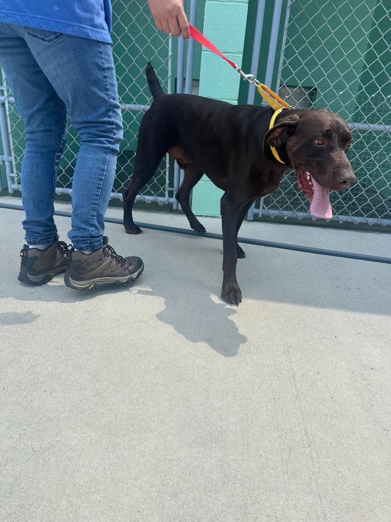 Gus, a Adoptable German Shorthaired Pointer in Blountville, TN image 6/6