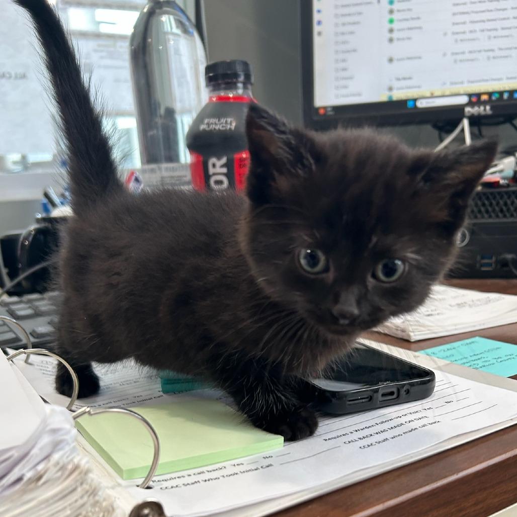 Enlarge ACON-Stray-14499, a Adoptable Domestic Medium Hair in Carlyle, IL image 1/1