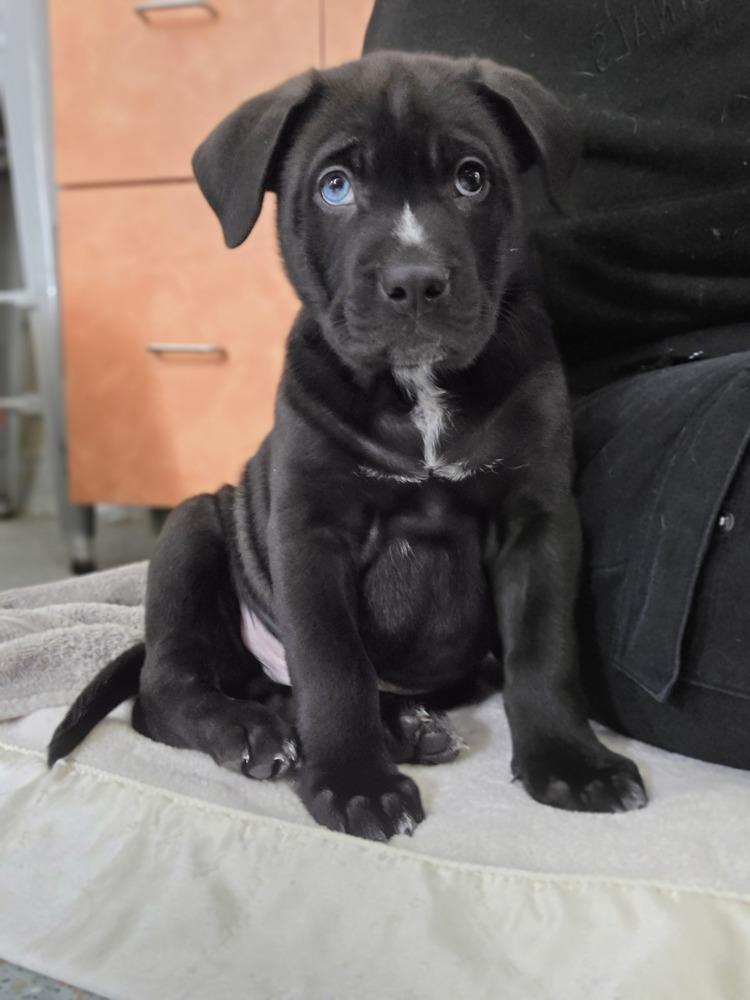 Mercutio, Adoptable, Puppy Male Mixed Breed.