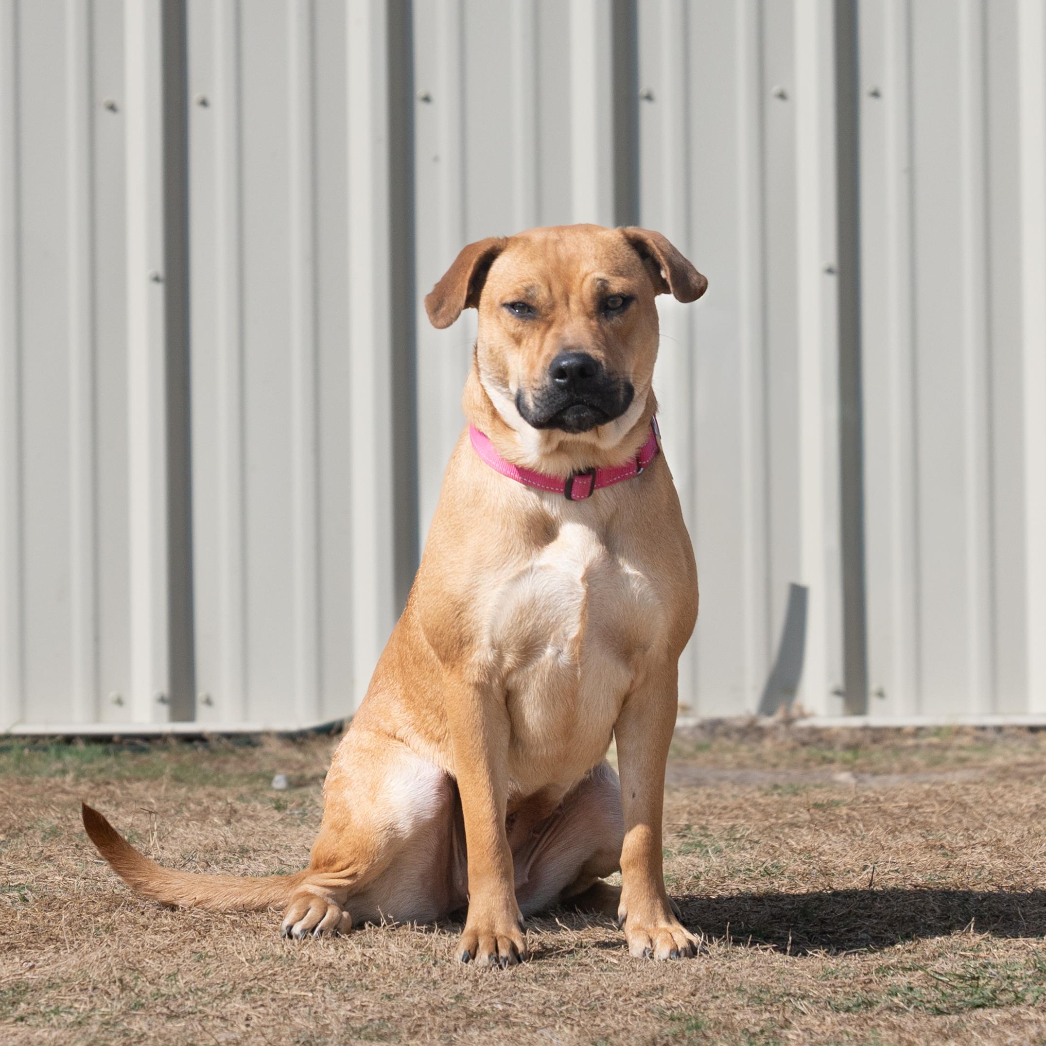 Venus, Adopted, Adult Female Rhodesian Ridgeback.