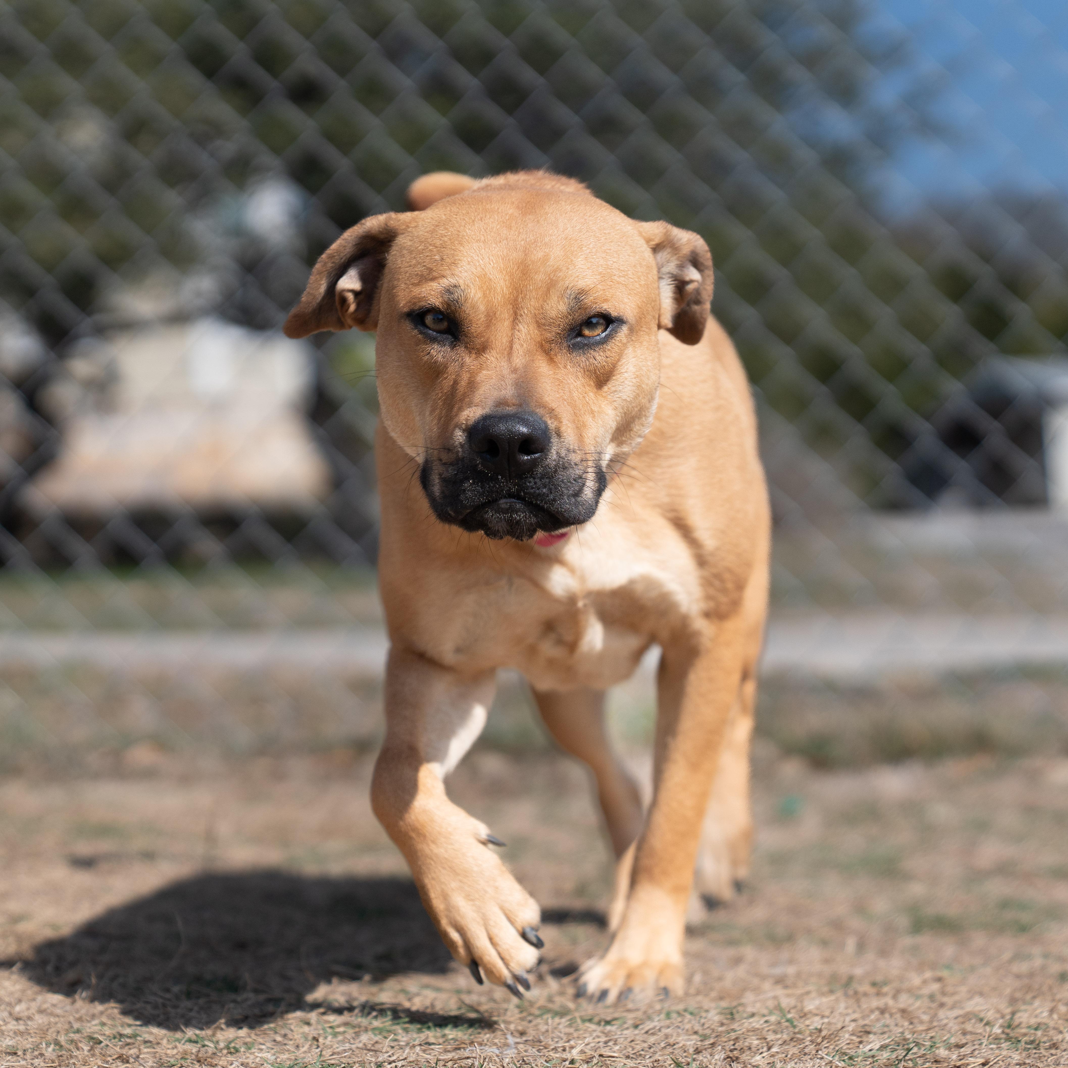 Enlarge Venus, a Adopted mixed breed in Dripping Springs, TX image 2/5