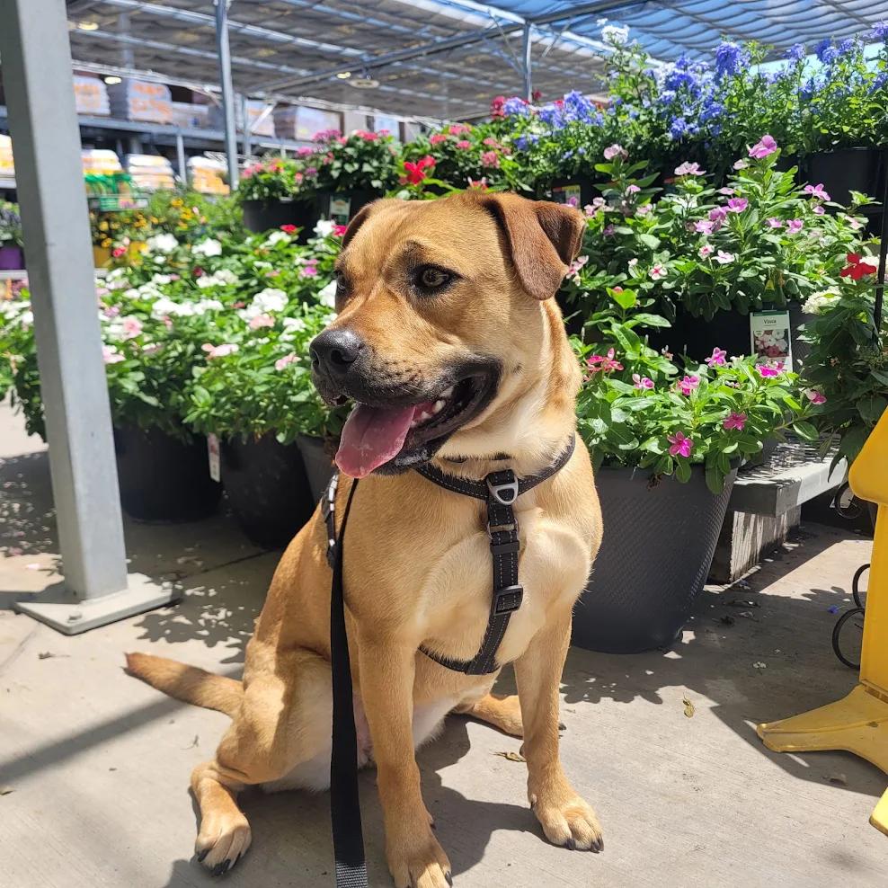 Enlarge Venus, a Adopted mixed breed in Dripping Springs, TX image 4/5
