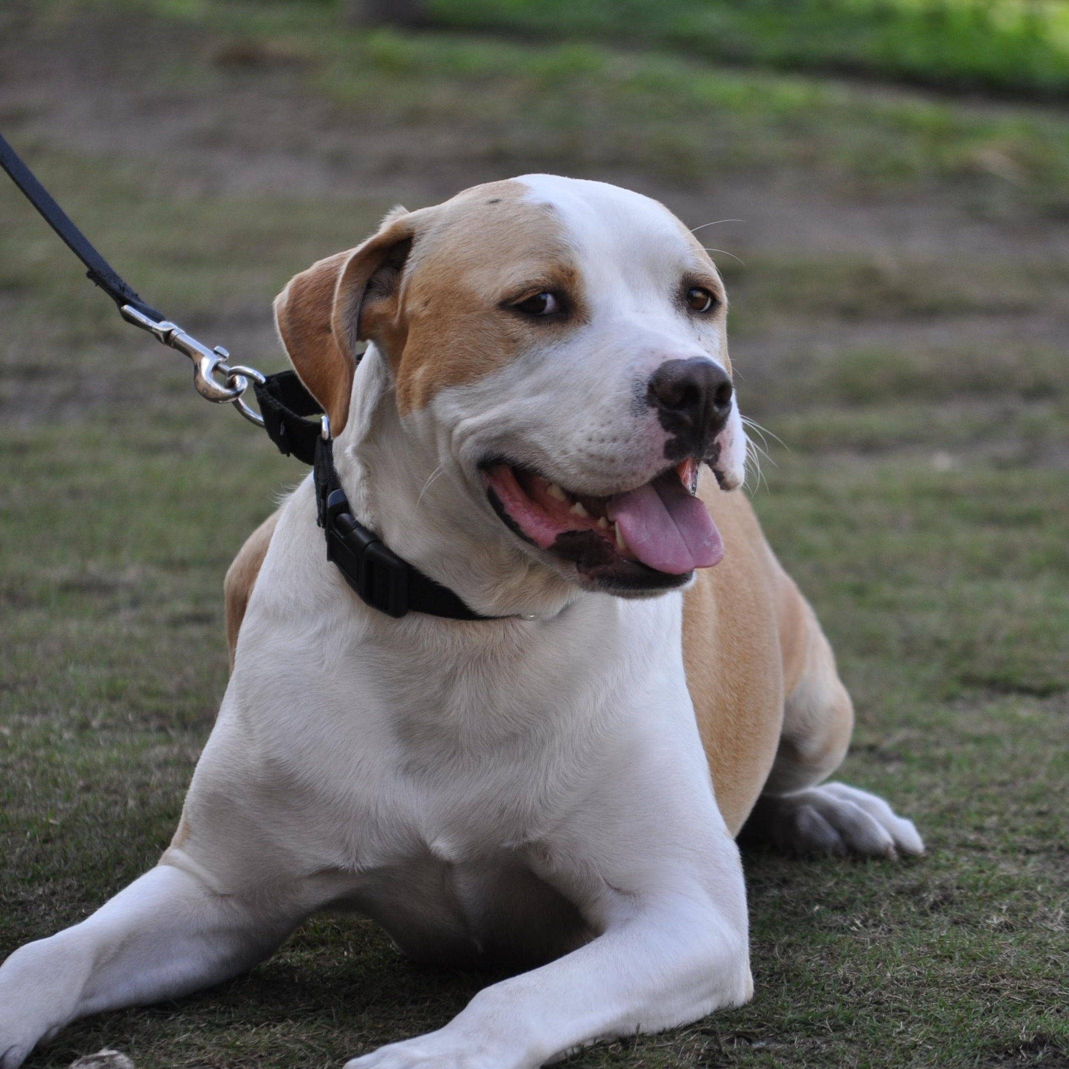 Enlarge BINGO - TRAINED DOG, a ADOPTABLE mixed breed in Miami, FL image 3/3
