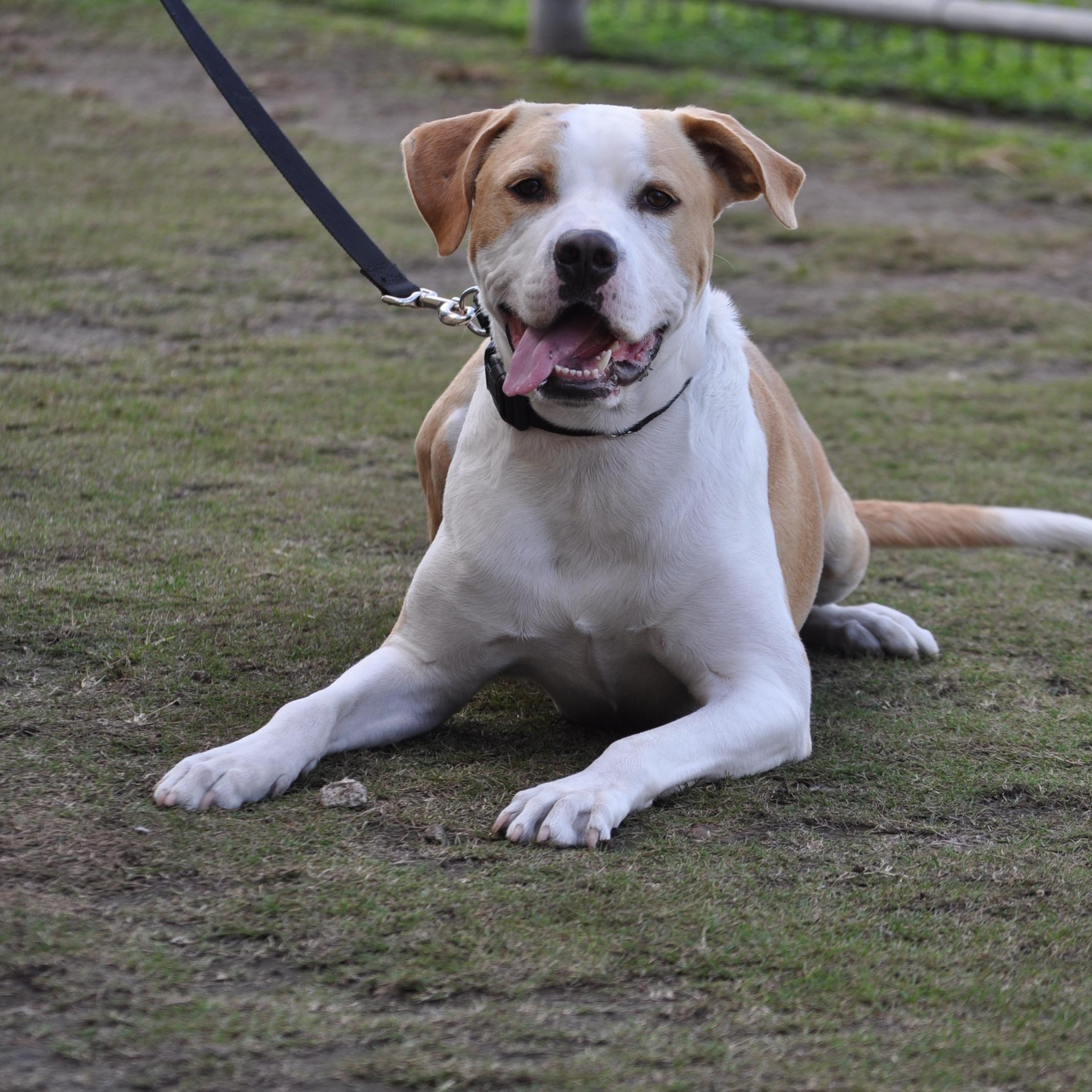 BING BOP - TRAINED DOG, ADOPTABLE, Adult Male Pit Bull Terrier & Mixed Breed.