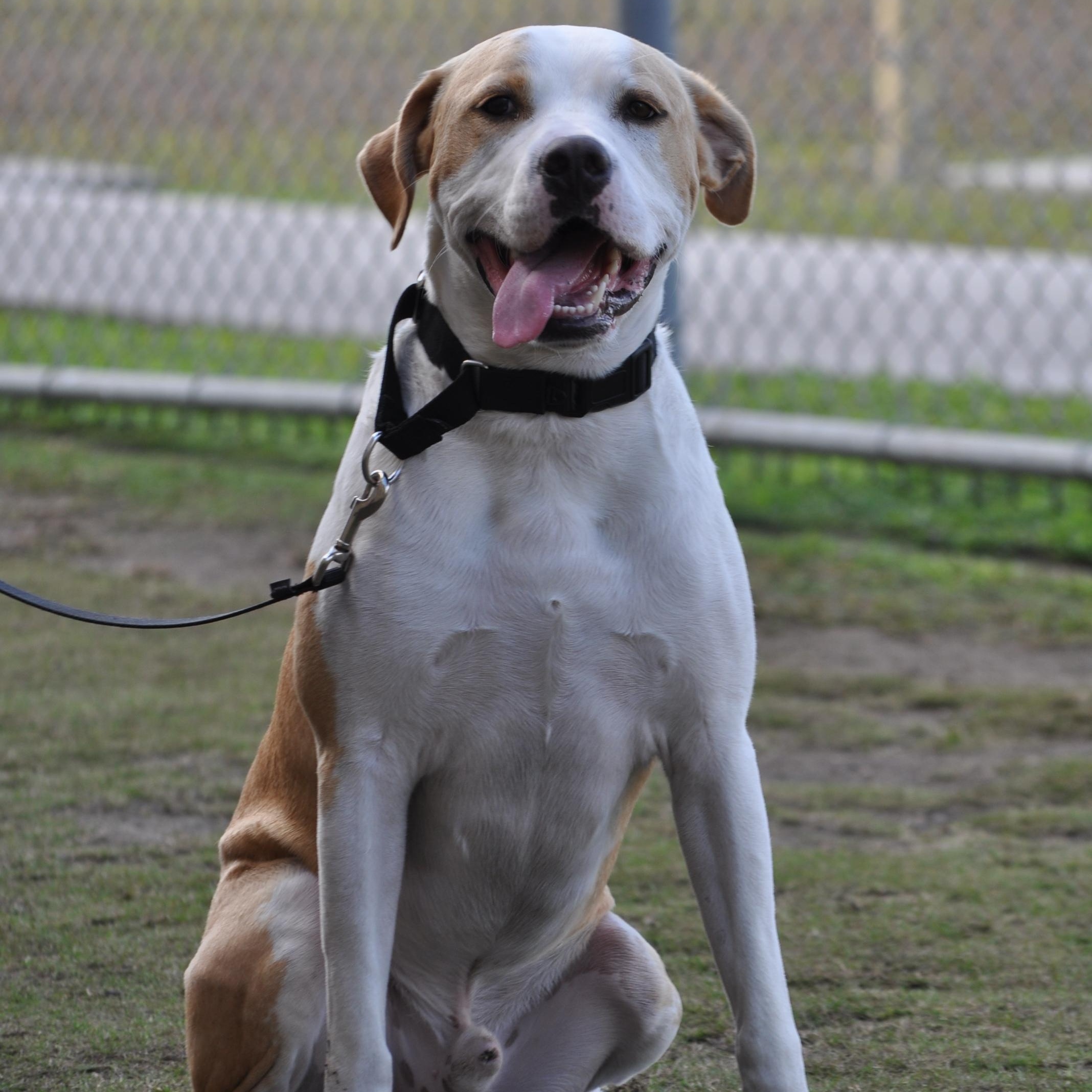 Enlarge BINGO - TRAINED DOG, a ADOPTABLE mixed breed in Miami, FL image 1/3