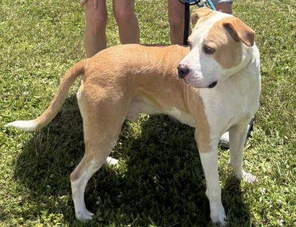 Enlarge BING BOP-TRAINED DOG, a ADOPTABLE mixed breed in Miami, FL image 1/1
