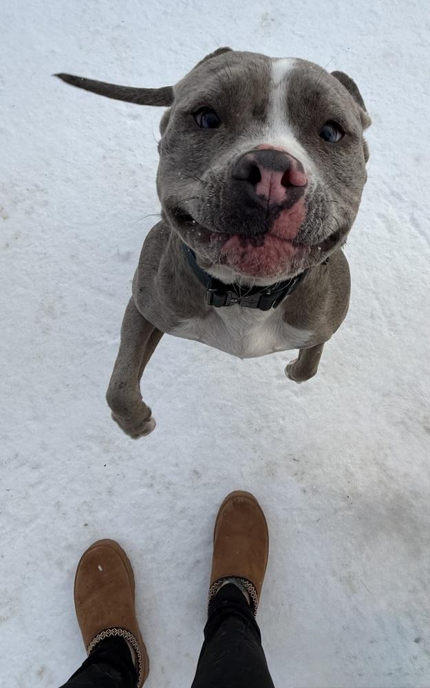 Barbie, Adoptable, Young Female American Bully.